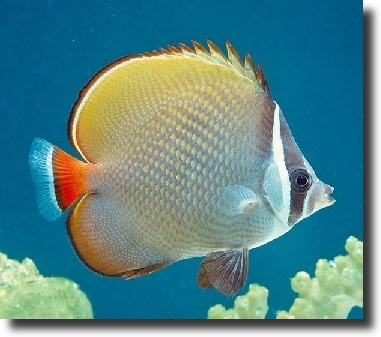 Csíkos pillangóhal-Chaetodon collare