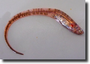 Vörös szalaghal-Cepola rubescens