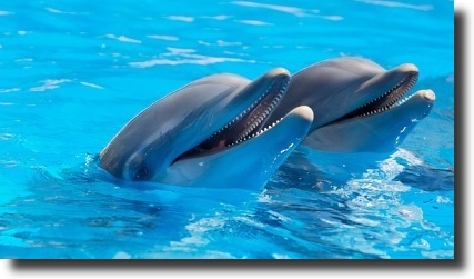 dolphins