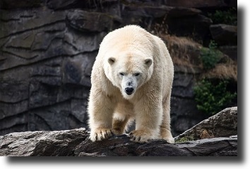 polar bear