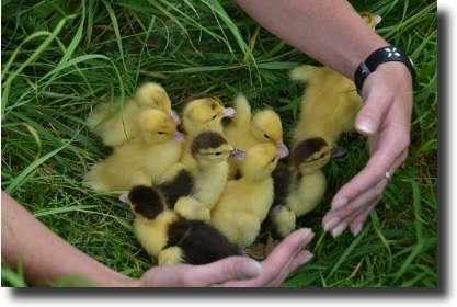 goslings