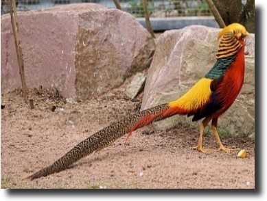 Gold pheasant