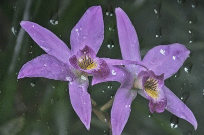 purple orchid