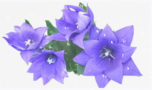 blue flower