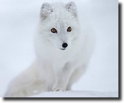 white fox