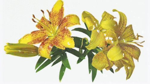 lilies