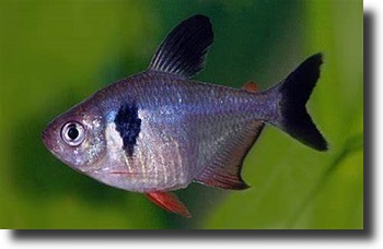 Fekete fantomlazac