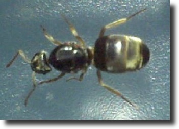 Black ant