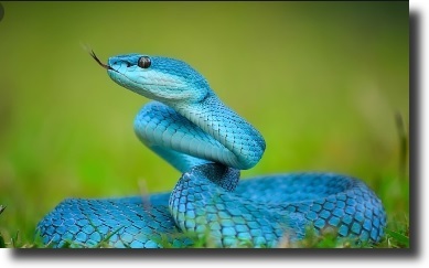 blue snake