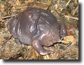 Purple frog