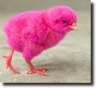 Pink chick
