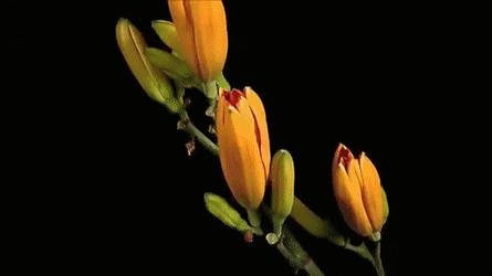 orange lily