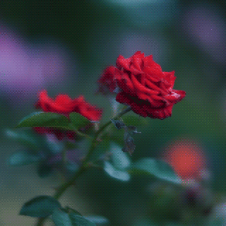 red rosa