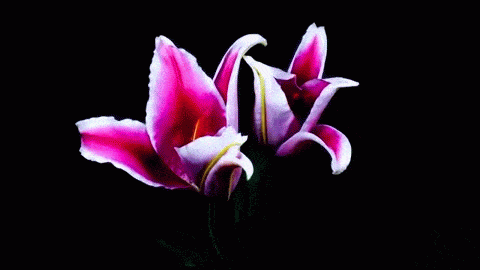red lilies