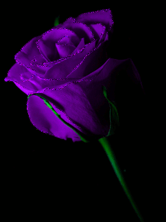purple rosa