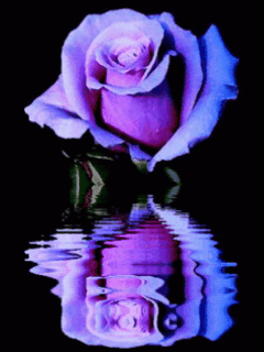 purple rosa