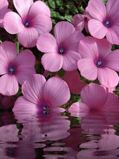 purple flower