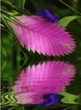 tropics flower