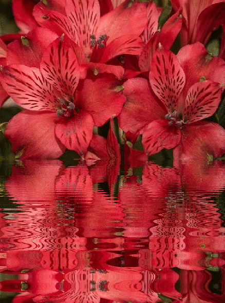 red alstroemeria