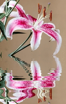 lily