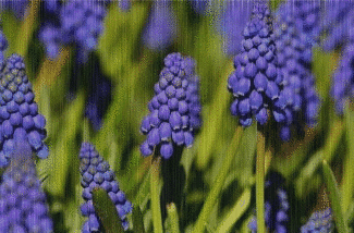 muscari in the rain