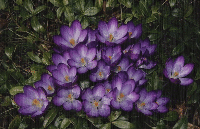 crocus in the rain
