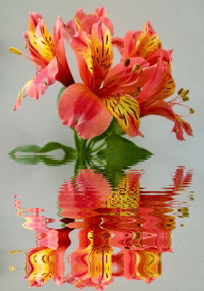 alstroemeria