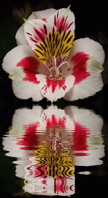 alstroemeria