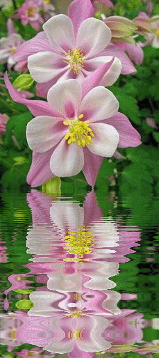 aquilegia