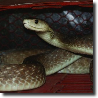 Black mamba