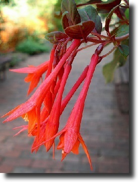 red fuchsia