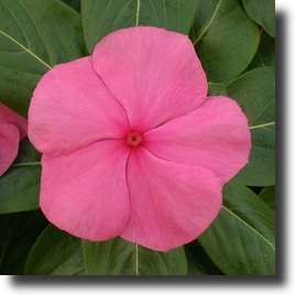 Vinca pink