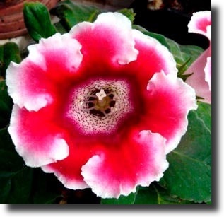 gloxinia