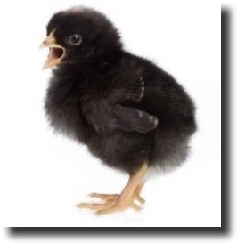 black chick