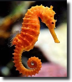 Orange seahorse
