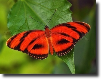 Red butterfly