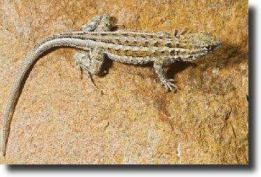 Tompaorrú aranyleguán
