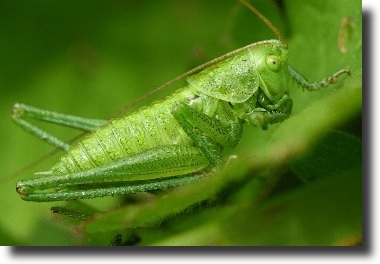 green grasshopper