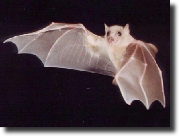 albino denevér