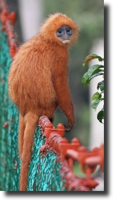 barna langur