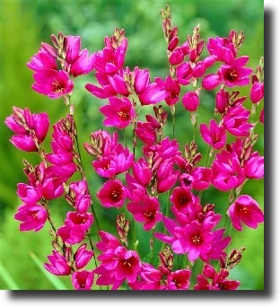 pink ixia