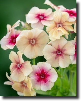 colored phlox