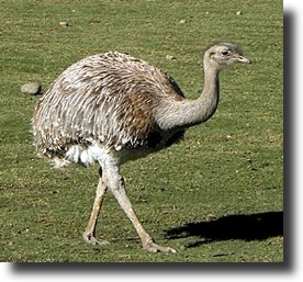 grey nandu