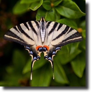 butterfly