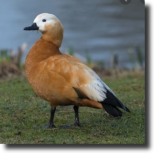 vörös ásólúd