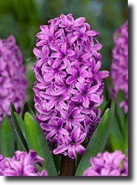 purple hyacinth
