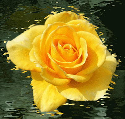 yellow rosa