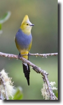 flycatcher