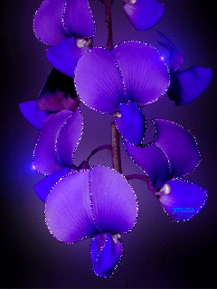 blue orchid