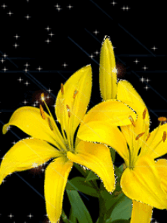 yellow lily